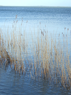 Meditation og mindfulness - Aase Grønbæk - Øje for velvære